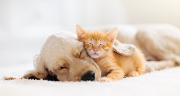犬と猫が寝ている